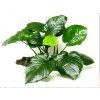 Anubias Barteri Broad Leaf
