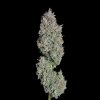 Happy Valley Genetics - Easy Button Auto 6 ks - Semená neobsahujú THC