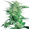 Sensi Seeds Big Bud semena neobsahují THC 5 ks