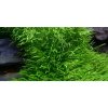 Utricularia graminifolia 1-2 Grow!