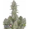 Fast Buds Cannabis Seeds Wedding Cheesecake Auto 1 ks