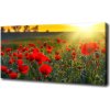 Foto obraz na plátne Pole makov 100x50 cm