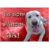Pozorpes.sk, výstražná tabuľka (Labrador retríver)
