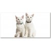 Foto obraz akrylové sklo Biele mačky 100x50 cm