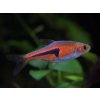 Aquascaperi Razbora Espeho - Rasbora espei