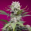 Sweet Seeds - Sweet Mandarine Zkittlez XL Auto 3 ks - semená neobsahujú THC