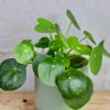 Pilea Peperomioides