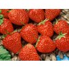 Jahody stálerodiace Ostara - Frigo sadba A, zväzok 10 ks