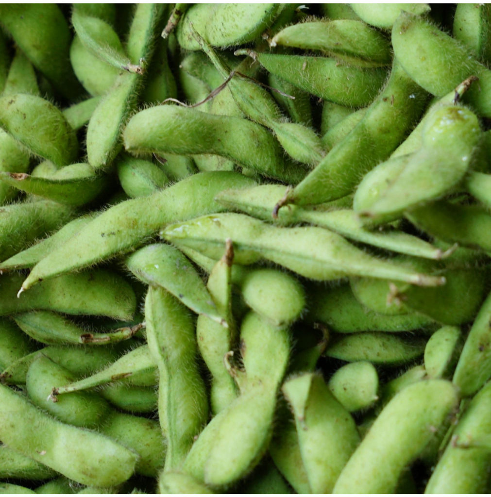 BIO Sója Edamame Chiba Green - Glycine max - predaj bio semien - 20 ks