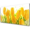Obraz plexi Tulipány kvety rastlina 100x50 cm