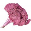Sušené kvety Rebríček - Achillea 90g - vintage ružová