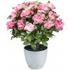 Gasper Gasper Azalkový ker x6, 32 cm, tmavoružový, svetlý kvetináč
