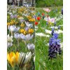 Zmes Bee mixture Breda, na 1m2