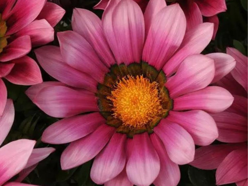 Gazania New Day Pink Shades, kont. 0,5 l