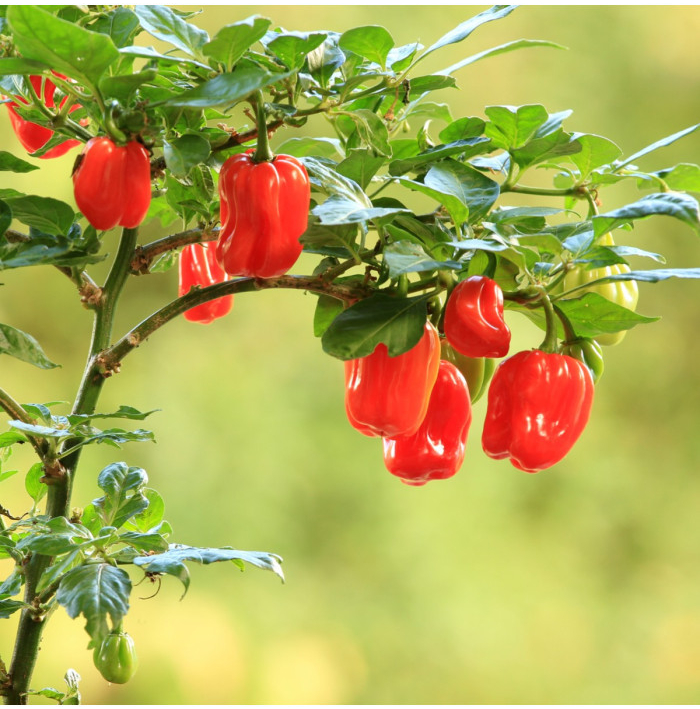 Chilli červené Scotch Bonnet - Capsicum chinense - semená chilli - 6 ks