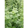 ReinSaat Oregano 