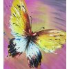 Gaira® Malovanie podľa čísel Motýľ M2250