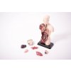 EDX Education Anatomický set malý Anatomy set with stand