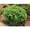 Kryptoméria japonská Globosa Nana, výška 60-70 cm, kvetináč 45 l
