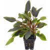 Cryptocoryne walkerii