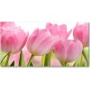 Foto obraz akrylový do obývačky Ružové tulipány 100x50 cm