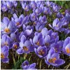 Krókus Conqueror - Crocus conqueror - predaj cibuľovín - 3 ks