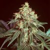 Mr. Nice Devil regular semena neobsahují THC 15 ks