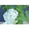Hydrangea arborescens ´ Annabelle ´ Clt.1,5-2,5 30-40 cm