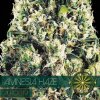 Vision Seeds - Amnesia Haze Auto 5 ks - Semená neobsahujú THC