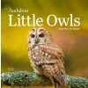 CAL 26 AUDUBON LITTLE OWLS (MINI WALL)(Kalendár)
