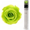 Darčeková stabilizovaná ruža - žiarivo limetková