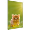 Vertikálny foto obraz akrylový na stenu Červená mačka 50x100 cm