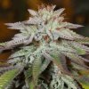 Silent Seeds Cannabis Seeds L.A. Vanilla Cake Auto Feminizované 5 ks