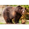 DIMEX | Vliesové fototapety na stenu Aljašský hnedý medveď MS-5-0432 | 375 x 250 cm | zelená, hnedá + Vliesová fototapeta na stenu DIMEX Aljašský hnedý medveď MS50432 v rozmere 375 x 250 cm