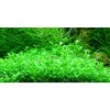 Glossostigma elatinoides 1-2 Grow!