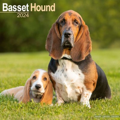 Basset Hound Bassets 16-Monats 2024