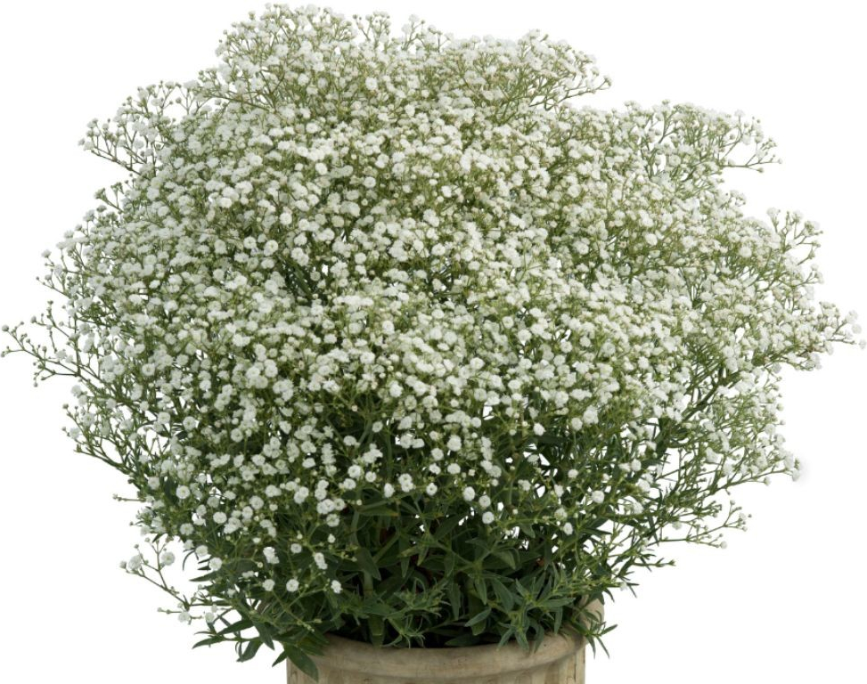 Gypsophila Festival White Flare - Gypsomilka, kont. 0,5 l