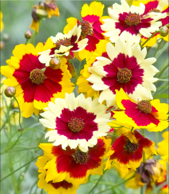 Krásnoočko trpasličie mix - Coreopsis hybrida - semená červenoočky - 200 ks