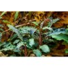 Bucephalandra 'Kedagang'