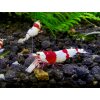 Akvazahrada Caridina Crystal red PRL K6