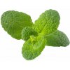 Click and Grow náplň pre smart kvetináče a farmy - Mäta Prieporná 3ks v balení