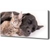 Foto obraz na plátne Pes s mačkou 100x50 cm