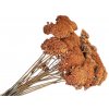 Stabilizované sušené kvety Rebríček - Achillea 200g - vintage oranžová