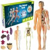3D Anatomický Model Človeka Kostra Orgány Vzdelávacia Pomôcka pre Deti Učenie