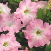 Petúnia Mistral Pearly F1 - Petunia grandiflora - semená petúnie - 15 ks