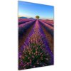 Vertikálny foto obraz sklenený Pole levanduľe 50x100 cm