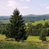 Smrek obyčajný - Picea abies - predaj semien - 8 ks