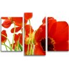 Sablio Obraz - 3-dílný Tulipány - 75x50 cm
