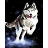 ZUTY Maľovanie podľa čísel - HUSKY Rámovanie: vypnuté plátno na rám, Rozmer: 80x100 cm