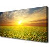 Obraz Canvas Slnko lúka slnečnica 100x50 cm